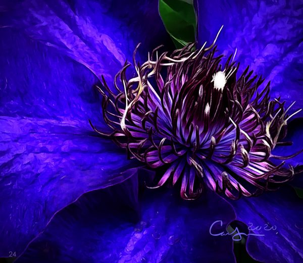 Blue Clematis