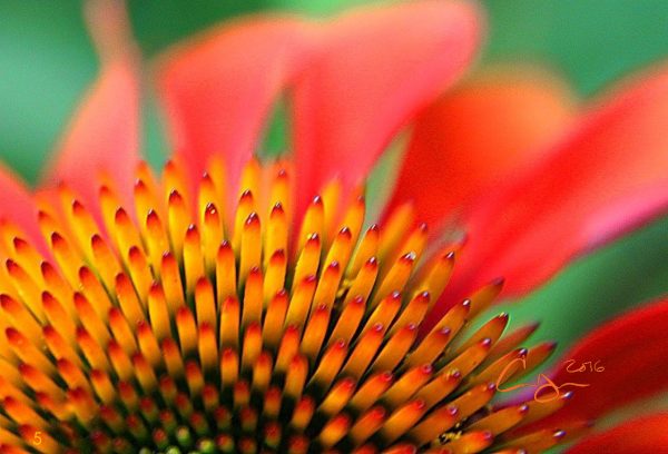 Coneflower Close Up