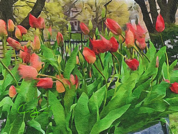 Crimson Tulips In The Breeze