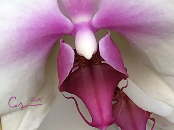 Rose Faced Orchid