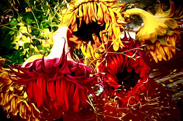 Wilted Sunflowers