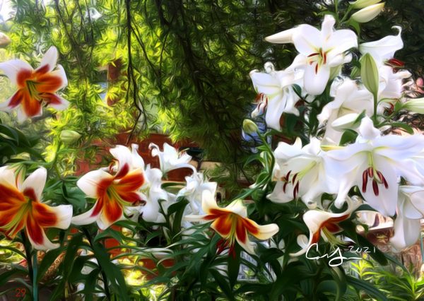 A Chorus Line Of Lillies