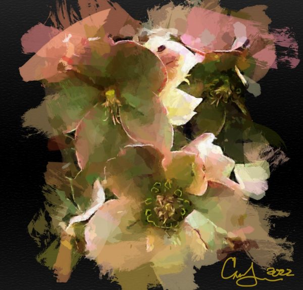 Hellebore